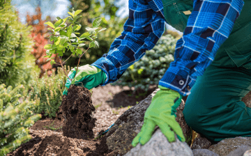 Gardener planting new tree in a garden